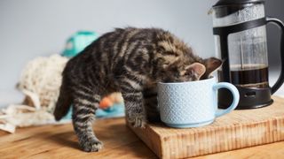 Kitten with head in coffee mug
