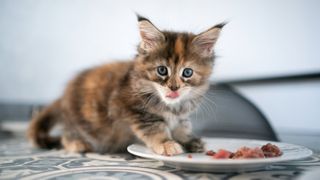 Maine Coon kitten