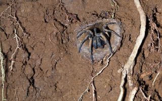 Trapdoor spider in mud burrow, Queensland, Australia.