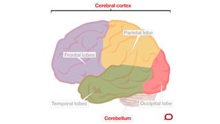 Labelled diagram of the four main parts of the cerebral cortex, as well as the cerebellum