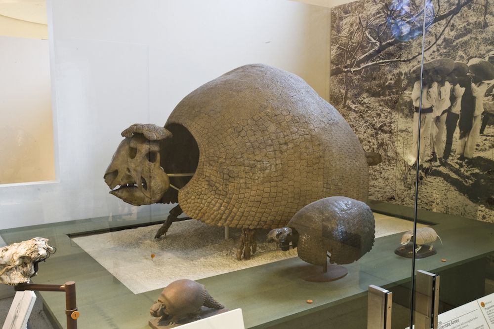 the preserved remains of a huge armadillo-like animal shown on display in a museum alongside the remains of smaller, similar animals