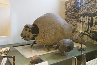 the preserved remains of a huge armadillo-like animal shown on display in a museum alongside the remains of smaller, similar animals