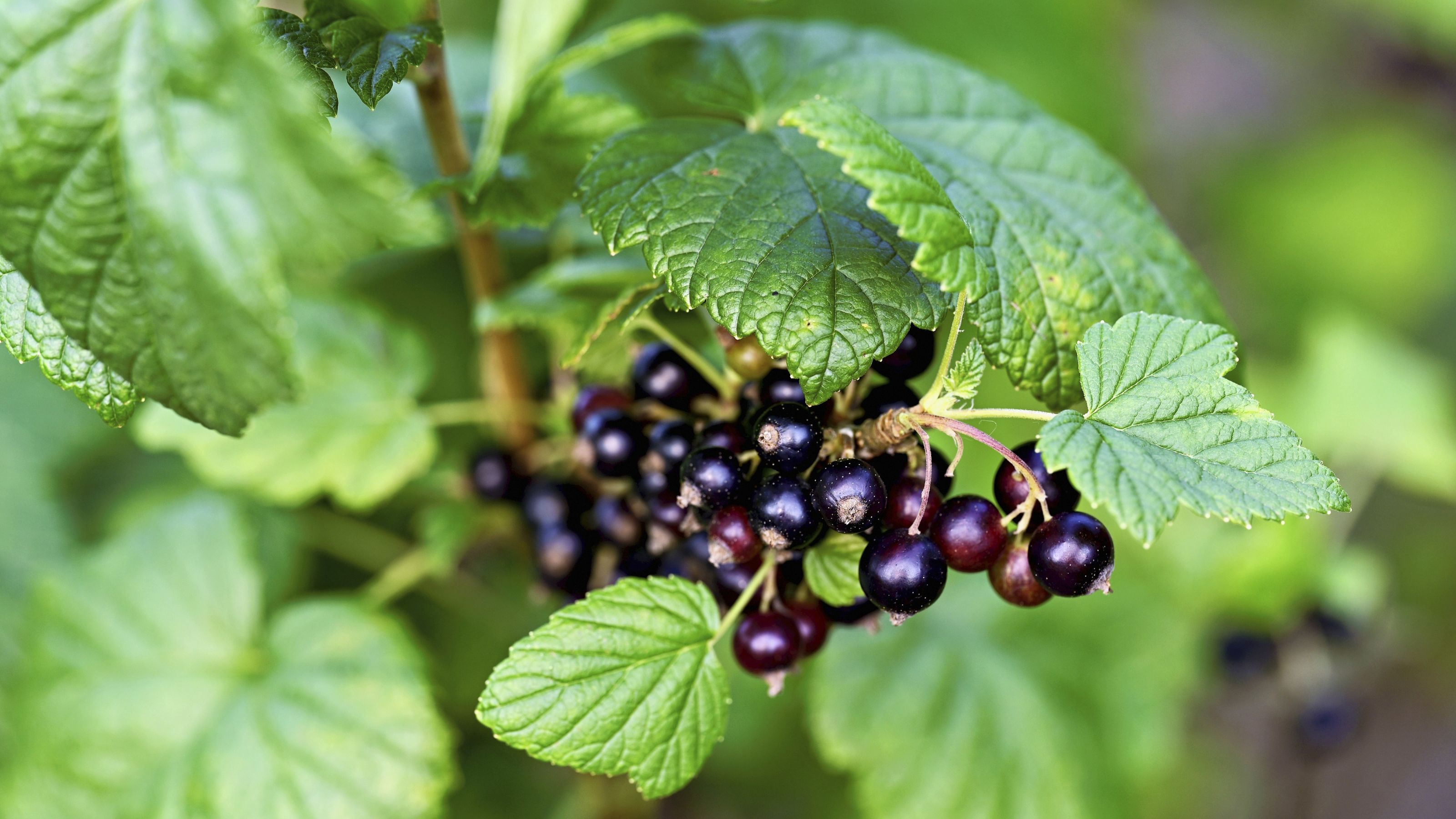Blackcurrants growing on blackcurrant bush