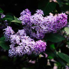 Purple lilac flowers