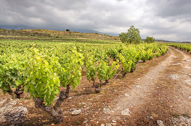 Riscal old vines