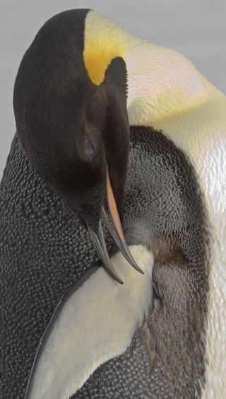 emperor penguins, penguins, antarctic penguins, british antarctic survey penguins
