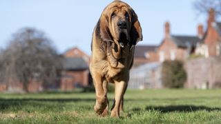 Bloodhound