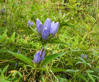 Closed bottle gentian flowers