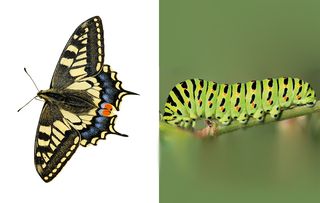 a simple guide to 10 common caterpillars