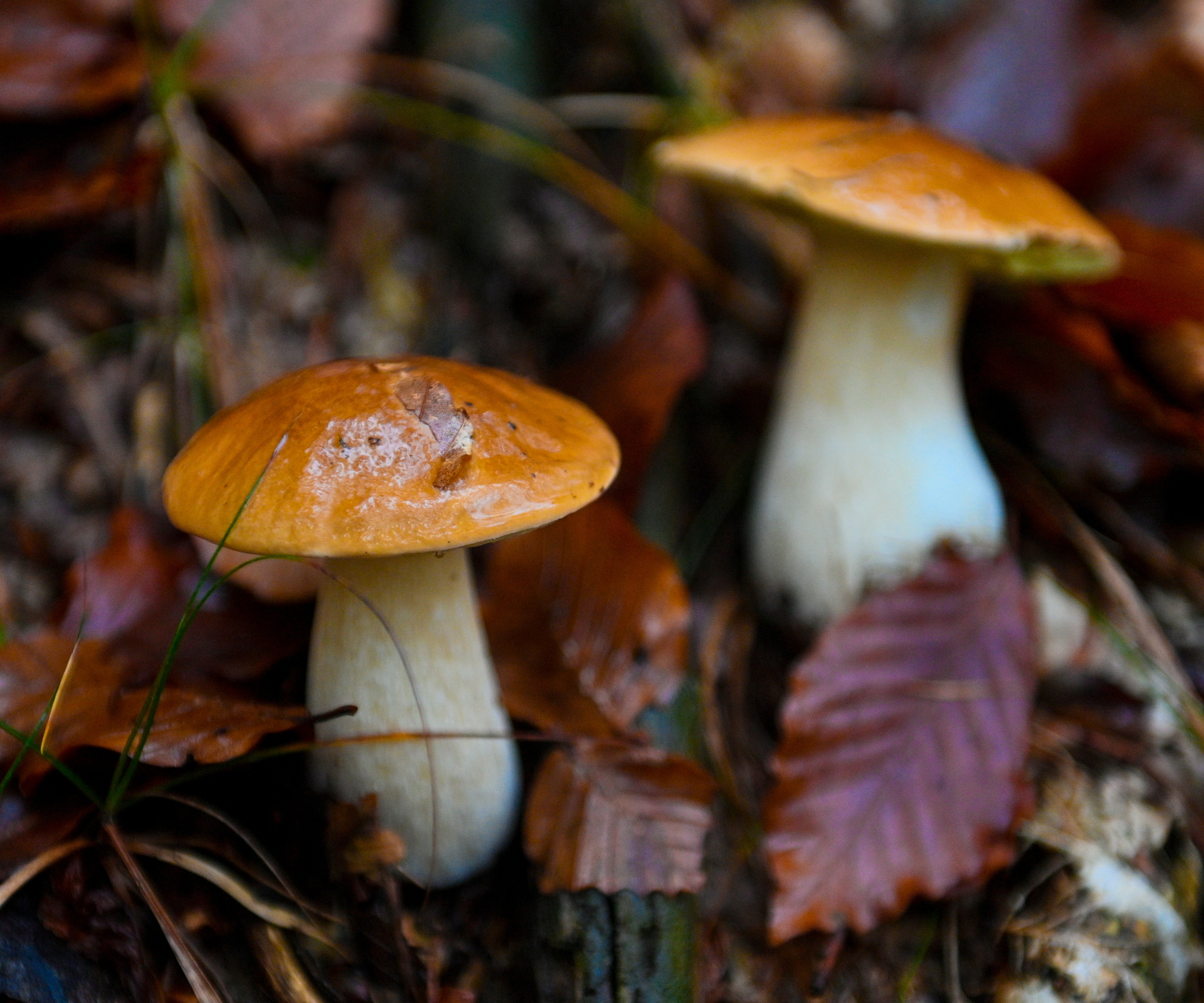 Porcini mushrooms in the woods near Val Chisone in Villar Perosa in the province of Turin, Italy.