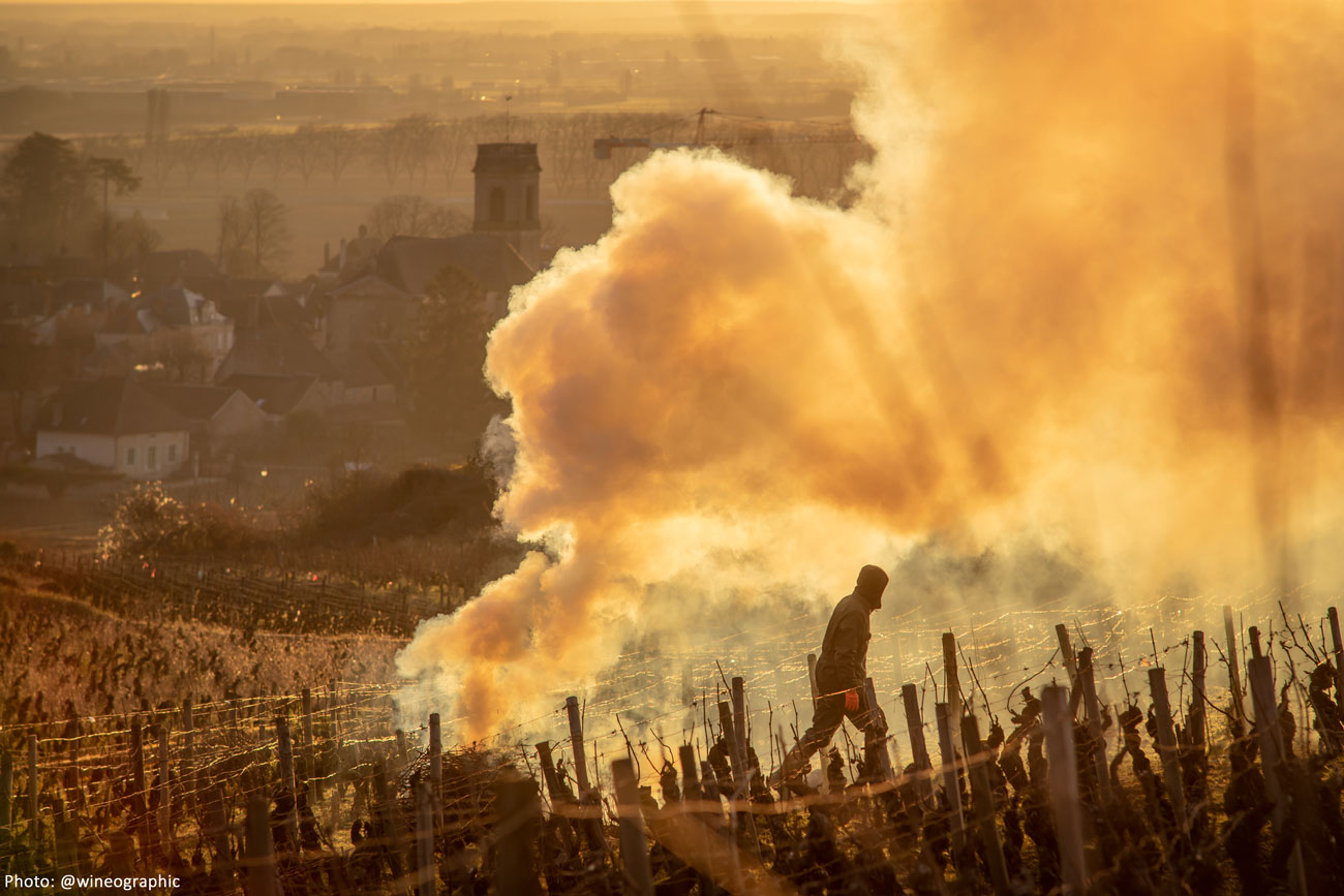 Photo by Oscar Oliveras: Pommard Pruning