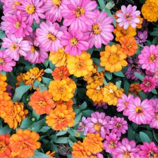 pink and gold flower planting