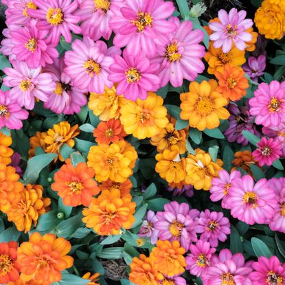 pink and gold flower planting