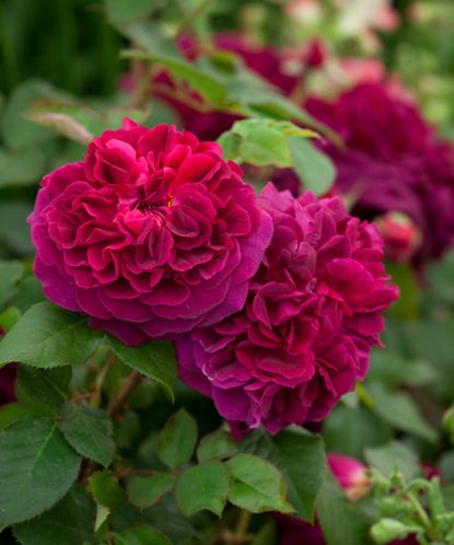 The best fragrant roses: 10 scented varieties for a garden | Homes ...