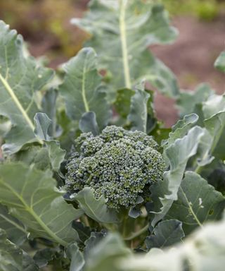 Broccoli growing in a vegetable garden