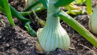 White onions growing in soil