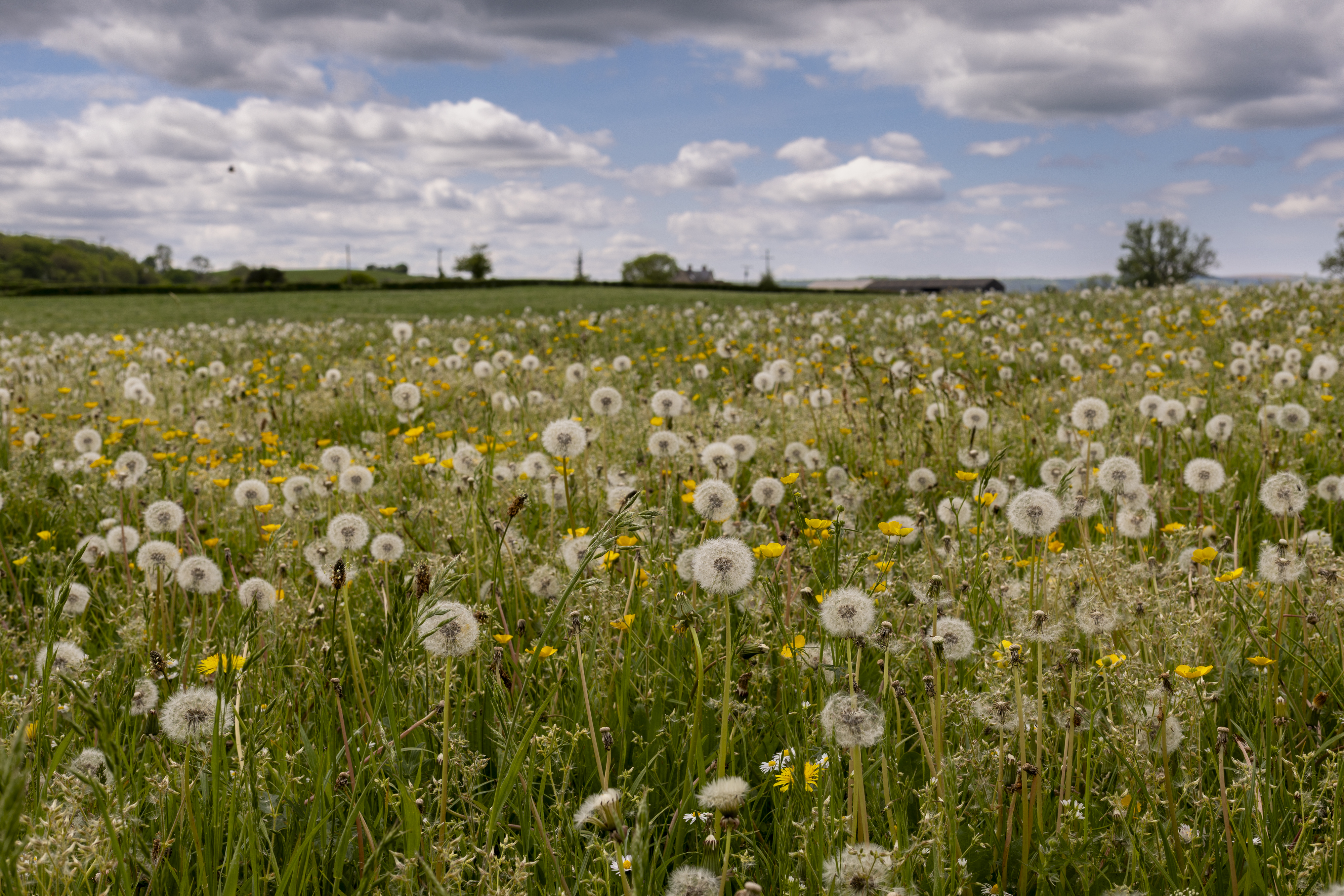 Shallow depth of field dandelion flowers