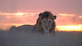 TV tonight an alpha lion relaxes as the sun goes down