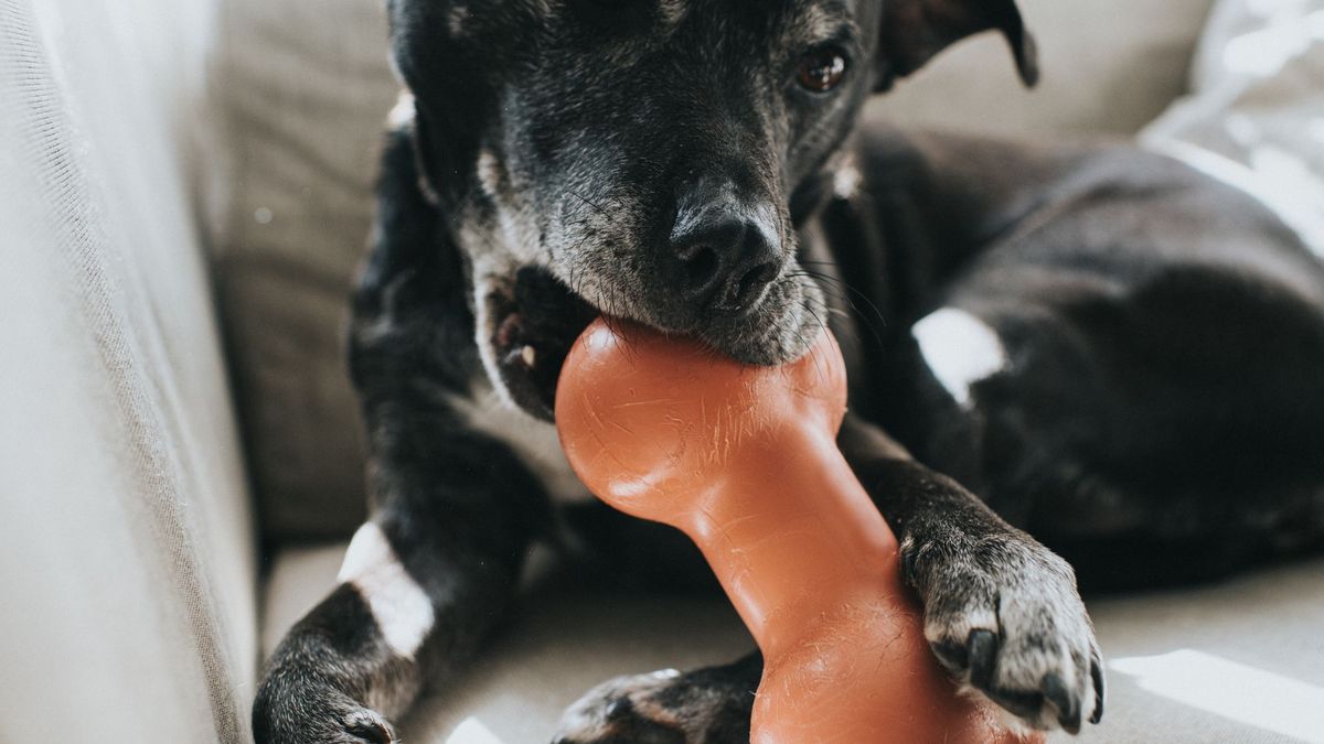 Black and white dog bitting an orange bone — Best pet accessories 