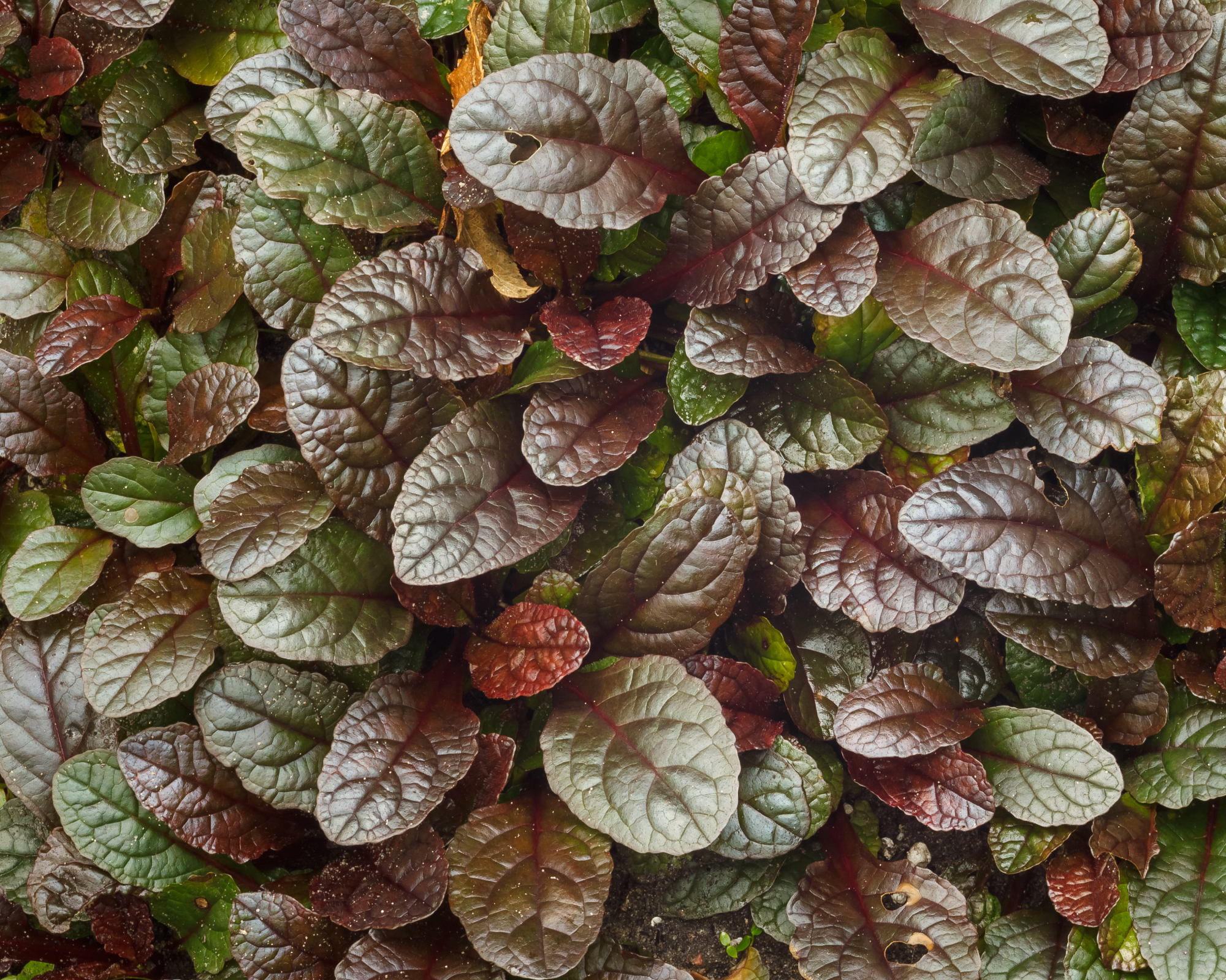 Ajuga reptans close-up view of light-reflecting leaves