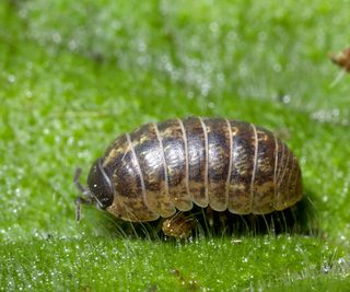 Close up of a pill bug on a leaf