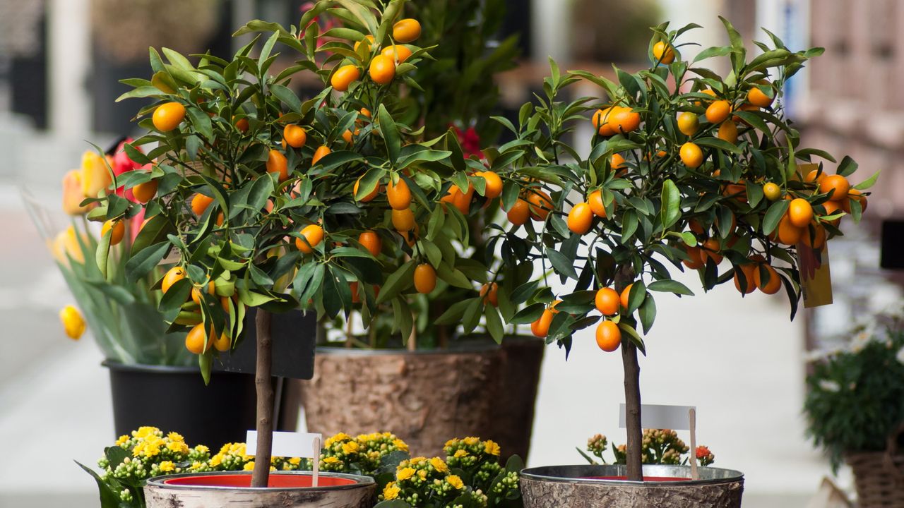 Fertilize citrus trees