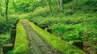 Moss growing on a wooden walkway in a forest