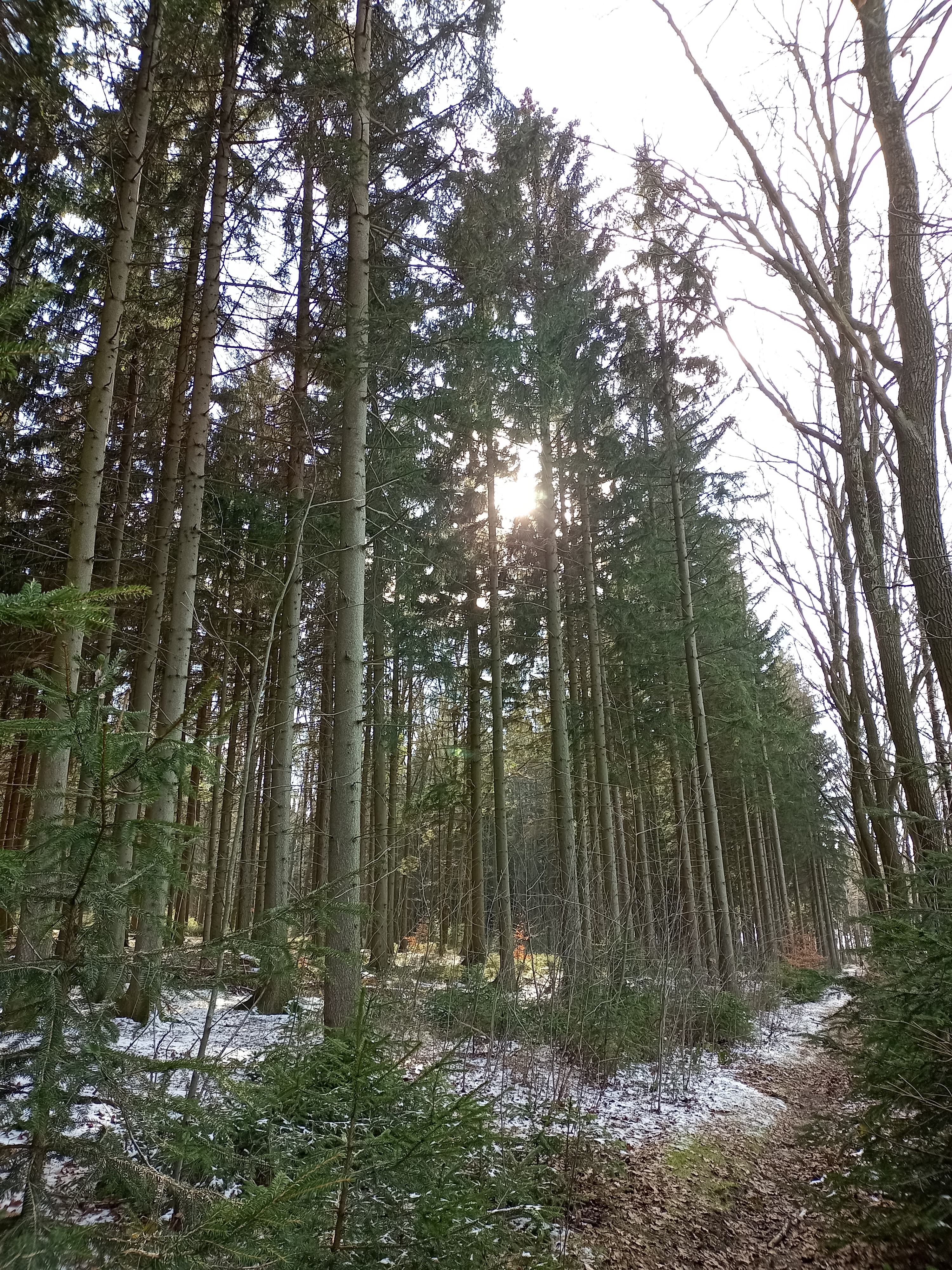 Wald aufgenommen mit Wiko View 5