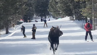 Moose chases skier on Jackson Hole slope