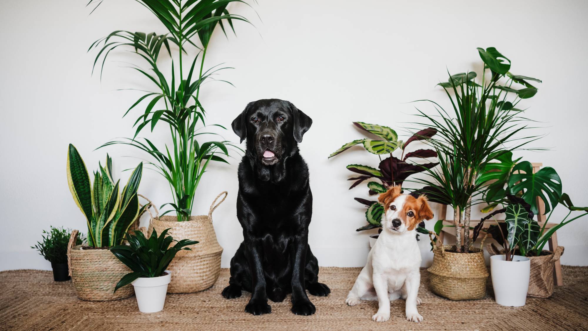 Two dogs sit with houseplants behind