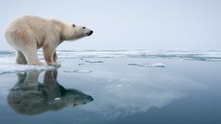 Polar bear on melting ice in Svalbard, Norway_Paul Souders via Getty Images