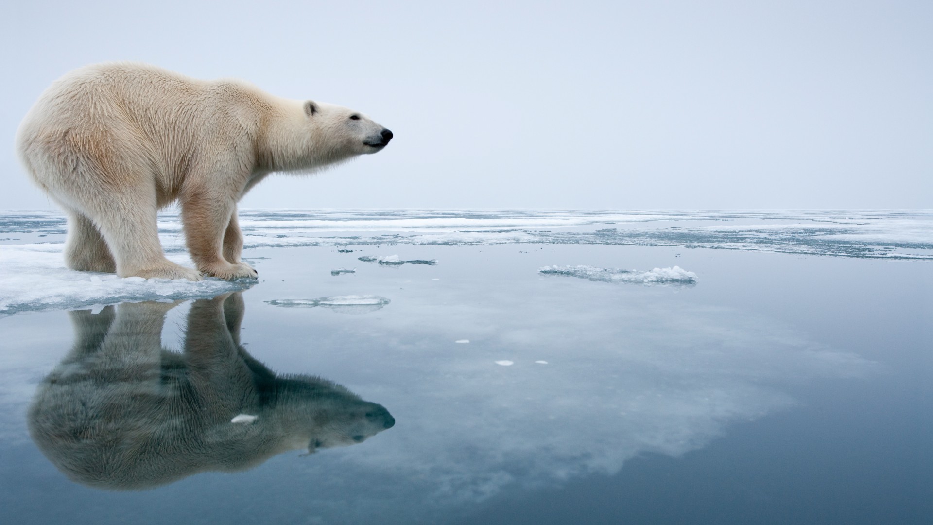 Why aren't there polar bears in Antarctica? | Live Science