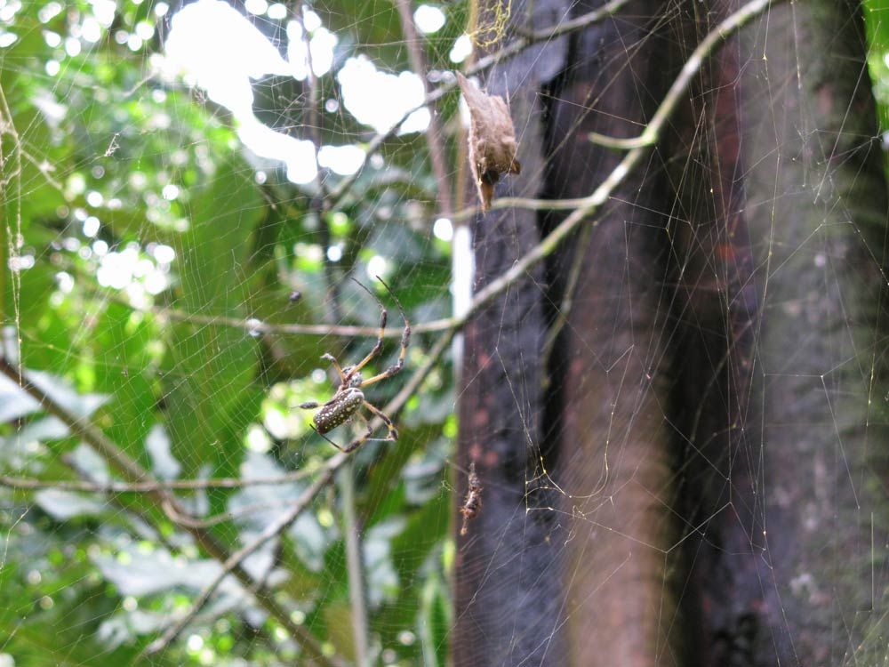 Ewwww! Photos of BatEating Spiders Live Science