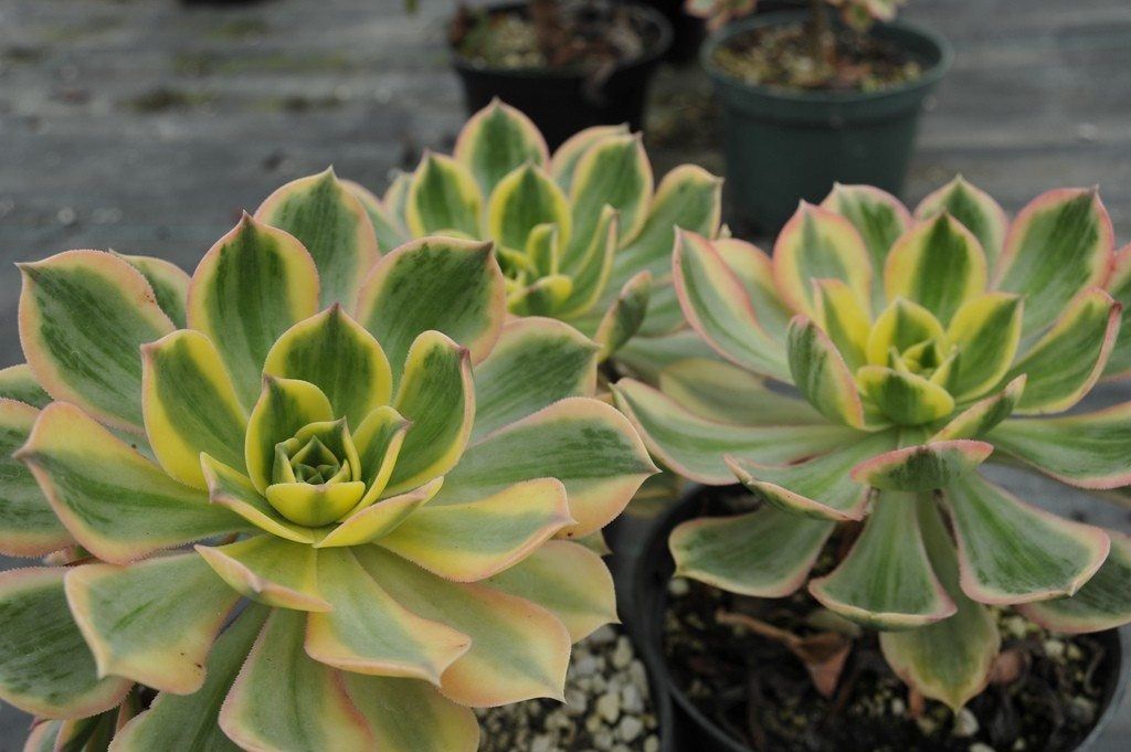 Freshly Leaved Aeoniums Succulent Plants