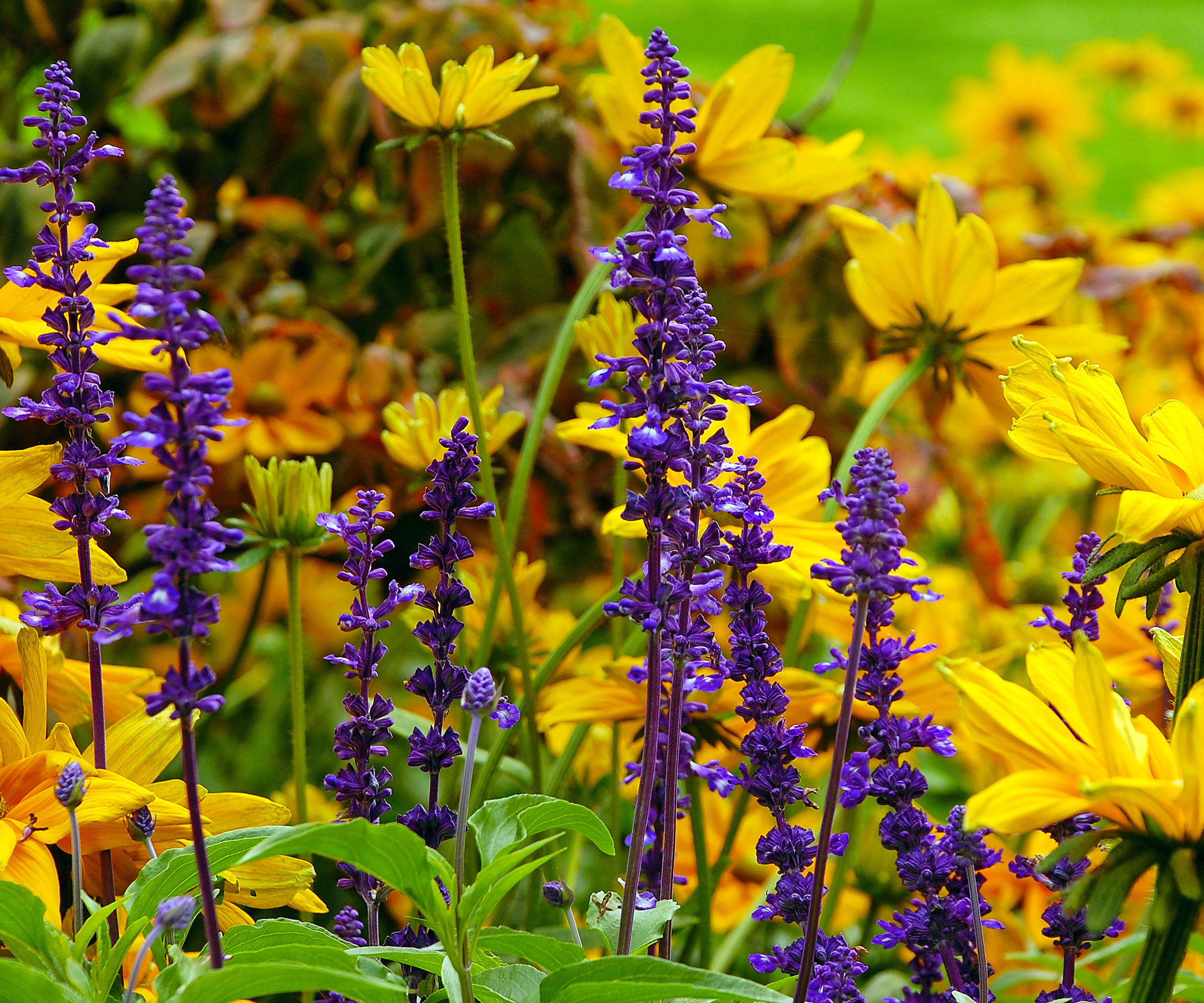 rich purple spires of salvia against bright yellow flower heads