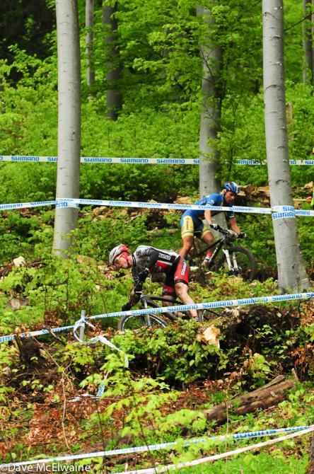 The forest had switchbacks everywhere