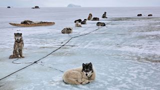 Alaskan malamutes sleeping on frozen lake