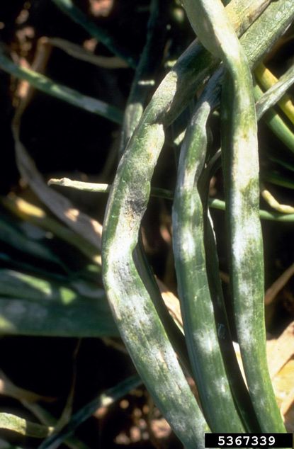 Powdery Mildew On Onion Plants