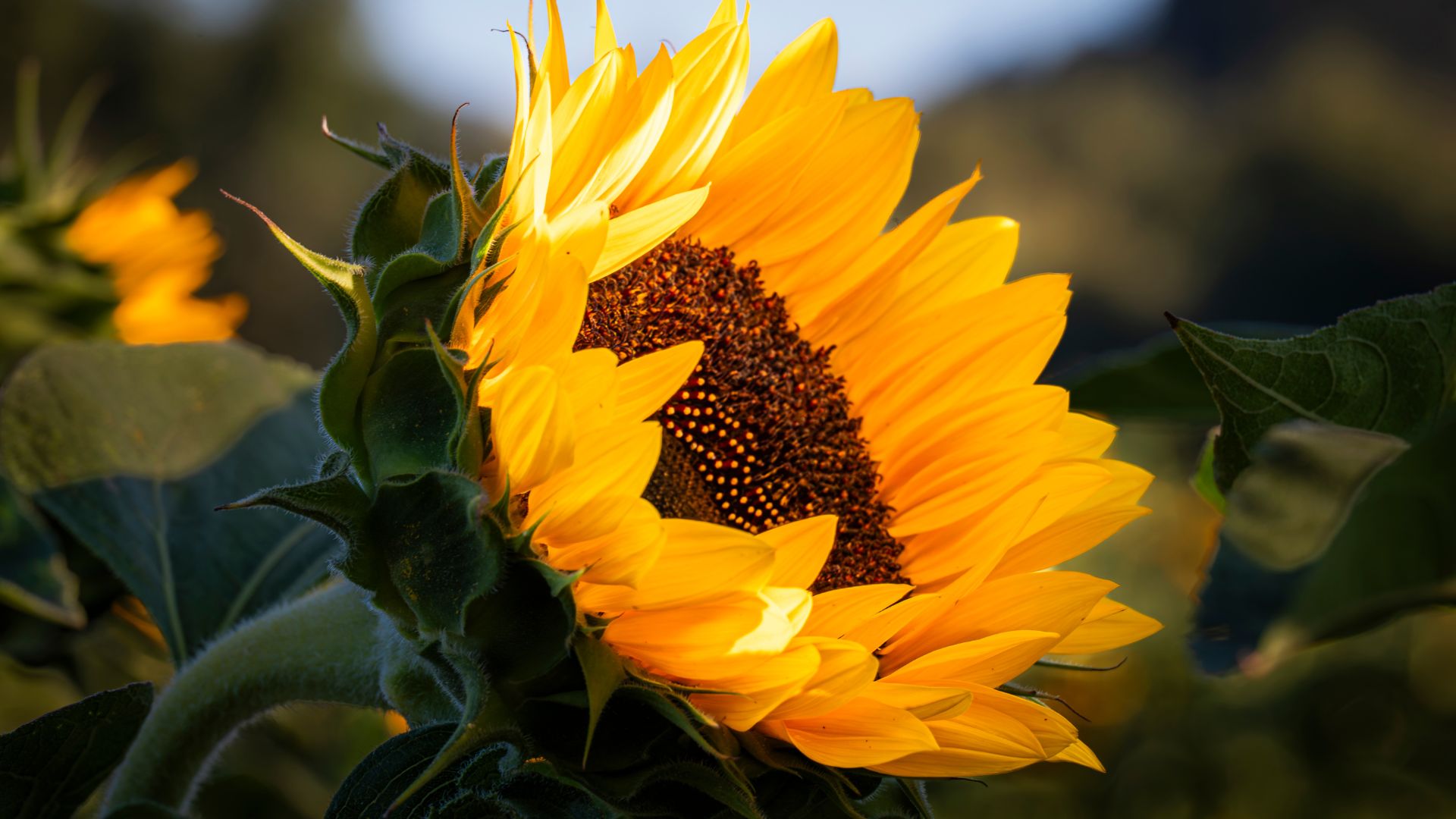 picture of sunflower head