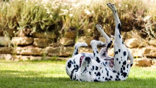 Happy Dalmatian rolling around on grass scratching back