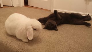 Cat and Rabbit sprawled on the carpet