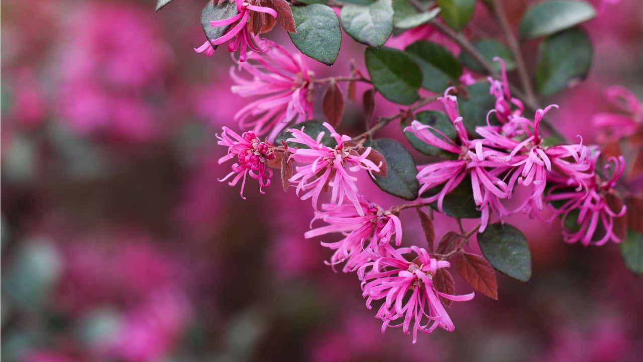 winter-flowering shrubs