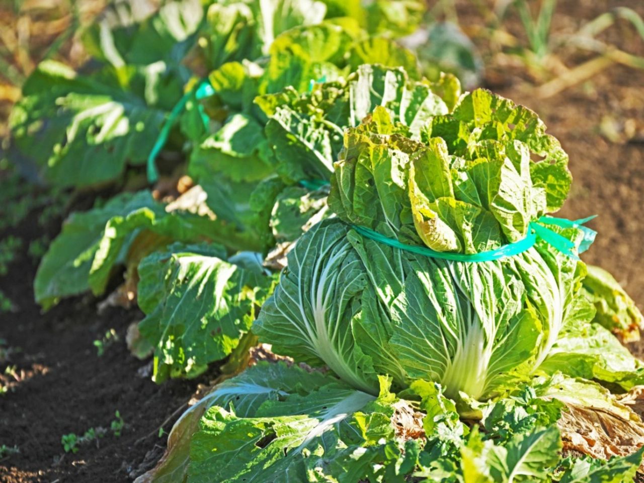 Tied Up Cabbage Heads In The Garden