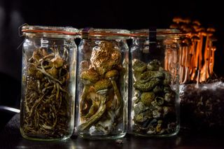 Psilocybin mushrooms, including the Galindoi variation of Psilocybe mexicana mushrooms (two middle) and Psilocybe cubensis mushrooms (left and right) in Washington, DC, on Feb. 5, 2020.