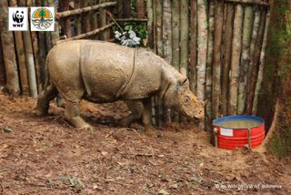 The female Sumatran rhino, thought to be 4 or 5 years old, is expected to be transported from her temporary enclosure to a protected forest about 93 miles (150 km) from where she was captured.