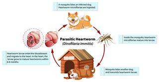 heartworm