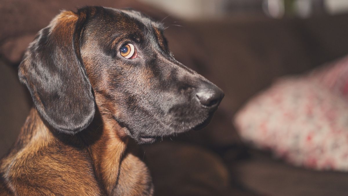 Dog with guilty look on his face