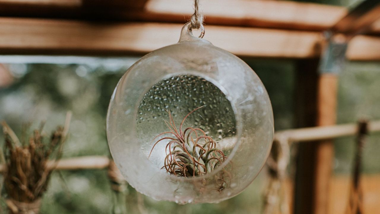 An air plant terrarium 