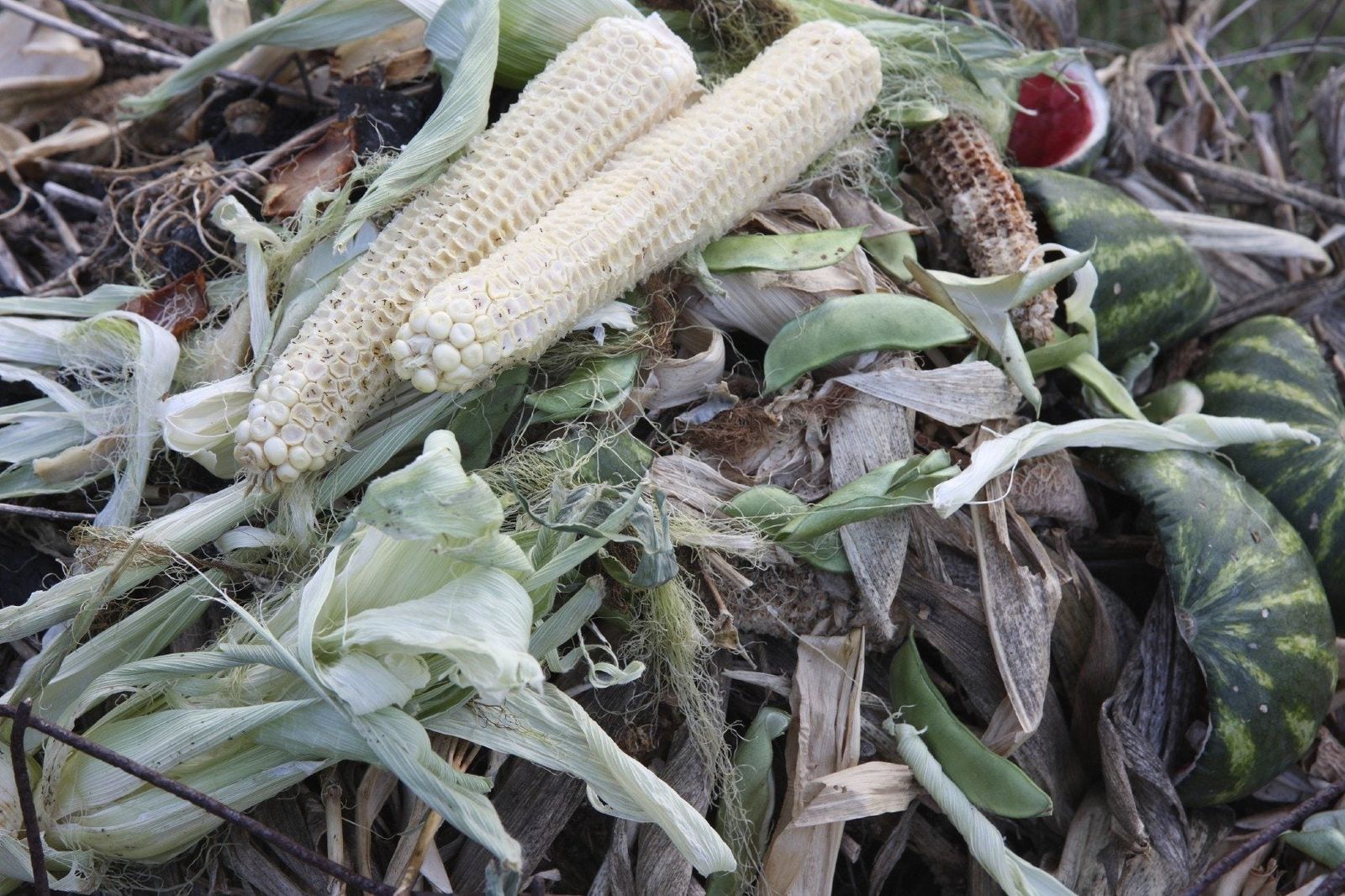 Can Corn Cobs Go In Compost Effectively Composting Corn Husks And Cobs