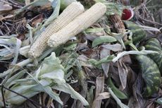 composting corn husks 1